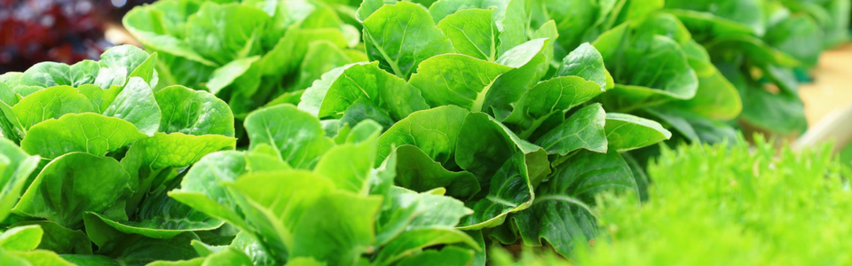 Fresh lettuce leaves 